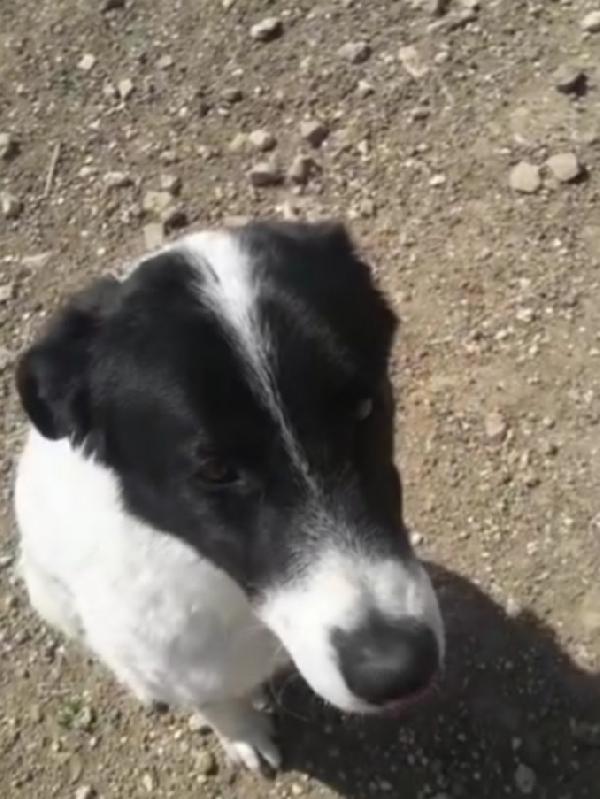Mask 5anni di attesa..troverà mai 1casa? PUGLIA Foto 2