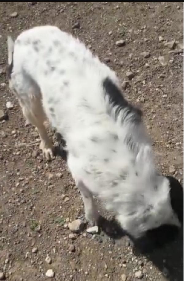 Mask 5anni di attesa..troverà mai 1casa? PUGLIA Foto 3
