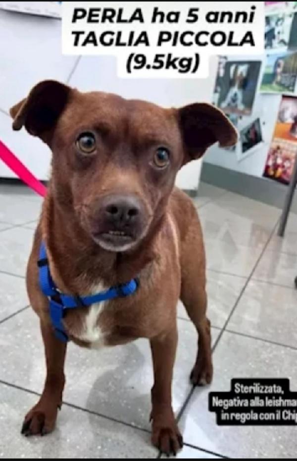 Perla 6Anni Kg9 Ok Gatti Sicilia