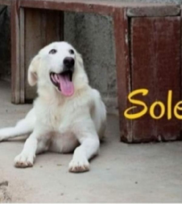 Sole 3Anni Buttato Nel Fiume Da Cuccioli