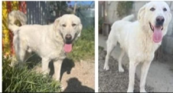 Sole 3anni buttato nel fiume da cuccioli Foto 2