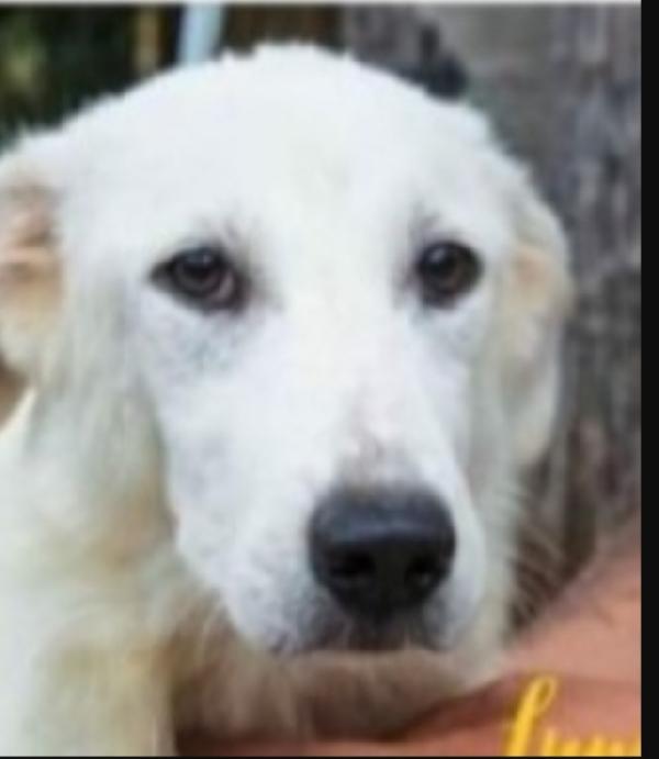 Sole 3anni buttato nel fiume da cuccioli Foto 3