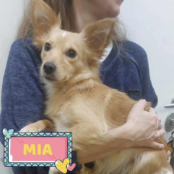 Mia Dolce Cagnolina Taglia Mini Cerca Casa - Mix Chihuahua In Adozione 