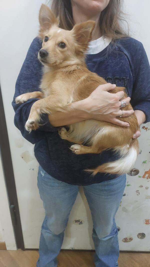 MIA dolce cagnolina taglia mini cerca casa - mix chihuahua in adozione  Foto 2
