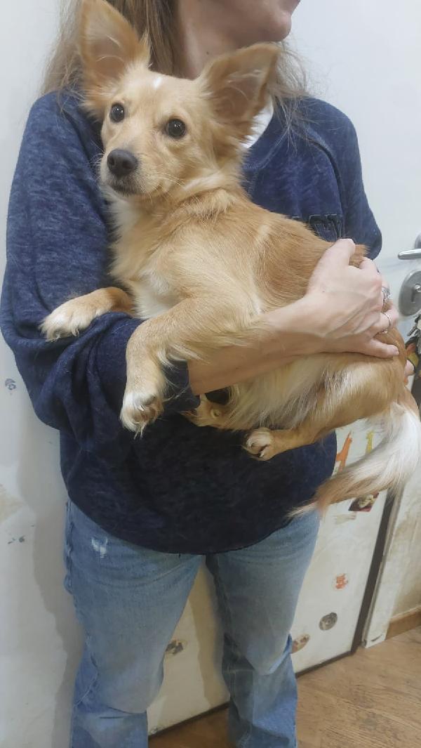 MIA dolce cagnolina taglia mini cerca casa - mix chihuahua in adozione  Foto 3