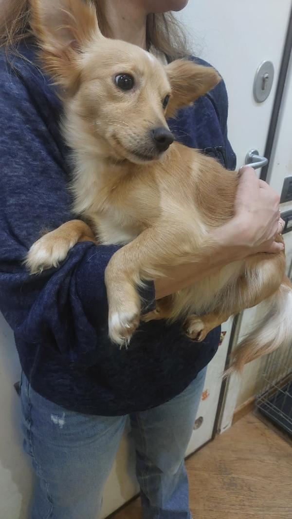 MIA dolce cagnolina taglia mini cerca casa - mix chihuahua in adozione  Foto 4