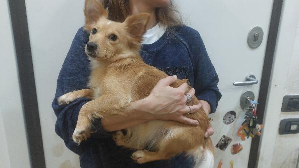 MIA dolce cagnolina taglia mini cerca casa - mix chihuahua in adozione  Foto 5