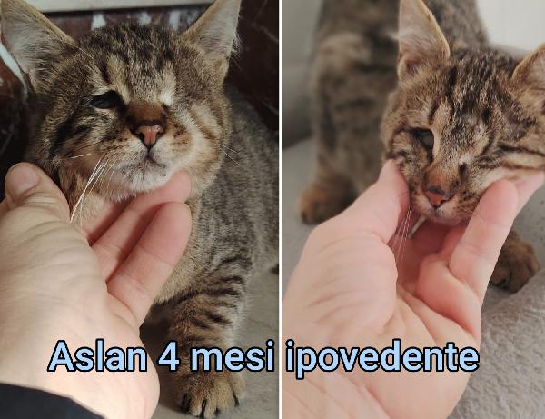 Chiamate per salvare un micio  Foto 3