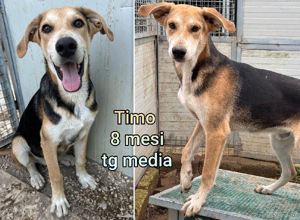 Cuccioli Soli E Condannati