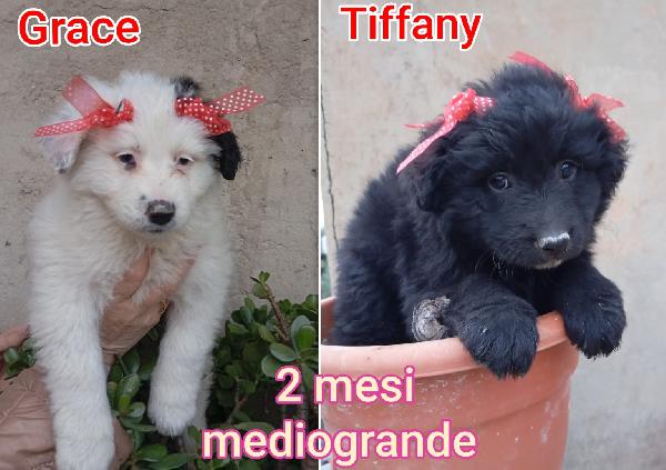 Cuccioli soli e condannati Foto 3