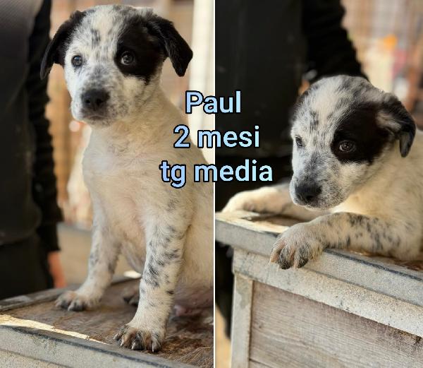 Cuccioli soli e condannati Foto 7