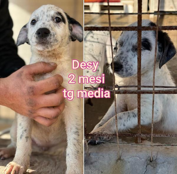 Cuccioli soli e condannati Foto 8