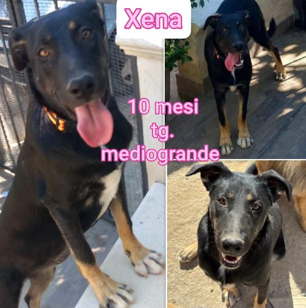 Cuccioli soli e condannati Foto 9