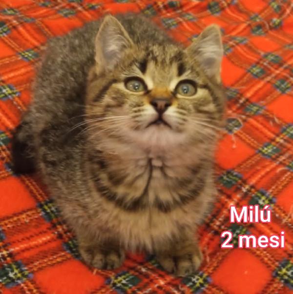 Gattini Abbandonati! Emergenza 