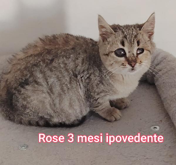 GATTINI ABBANDONATI! EMERGENZA  Foto 2