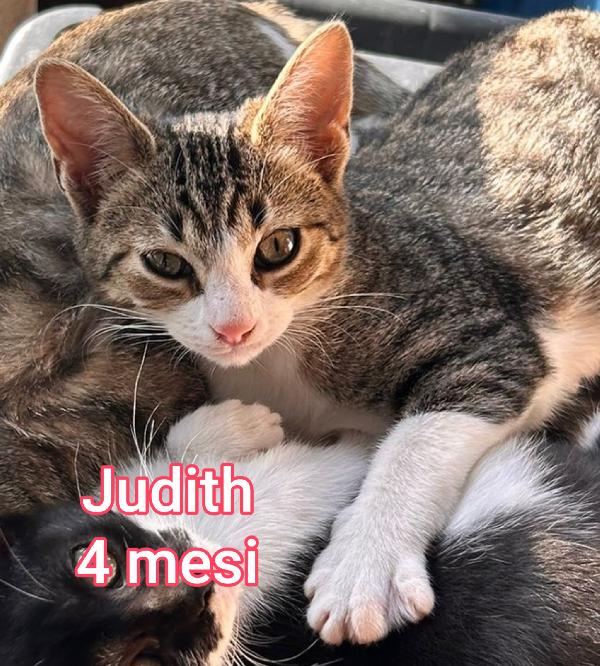 GATTINI ABBANDONATI! EMERGENZA  Foto 8