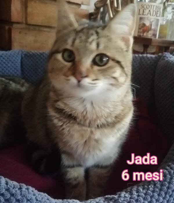 GATTINI ABBANDONATI! EMERGENZA  Foto 9