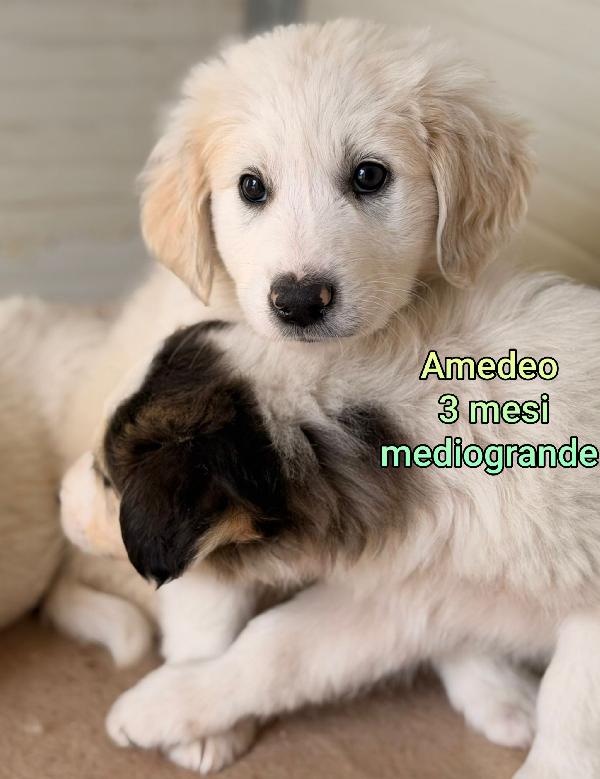 ADOZIONI CUCCIOLI: URGENTE  Foto 2