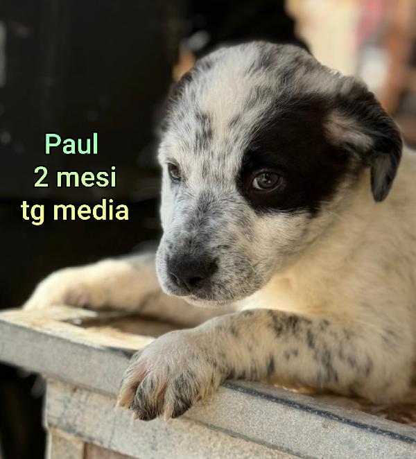 ADOZIONI CUCCIOLI: URGENTE  Foto 5