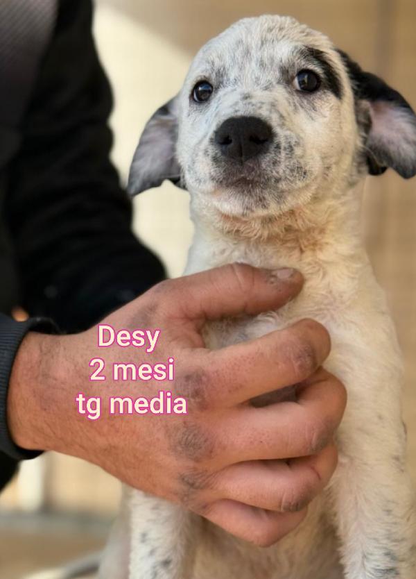 ADOZIONI CUCCIOLI: URGENTE  Foto 6