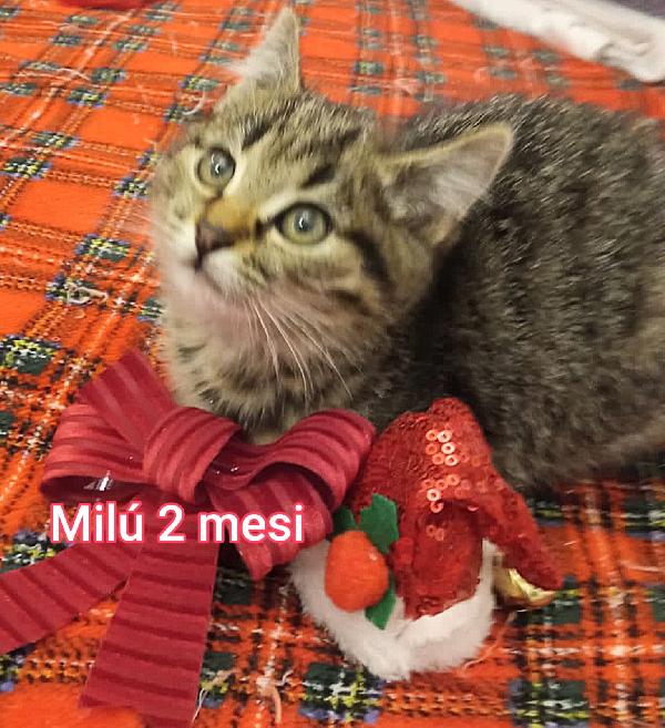 Micetti Bisognosi! Adozioni