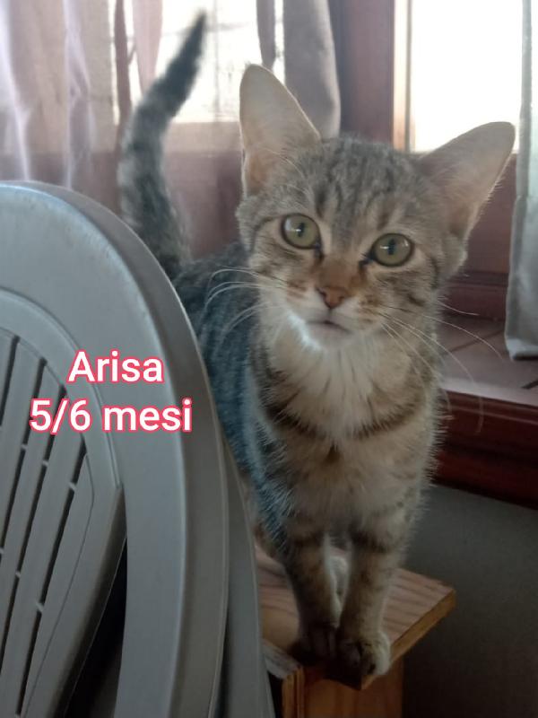 Micetti bisognosi! Adozioni Foto 3