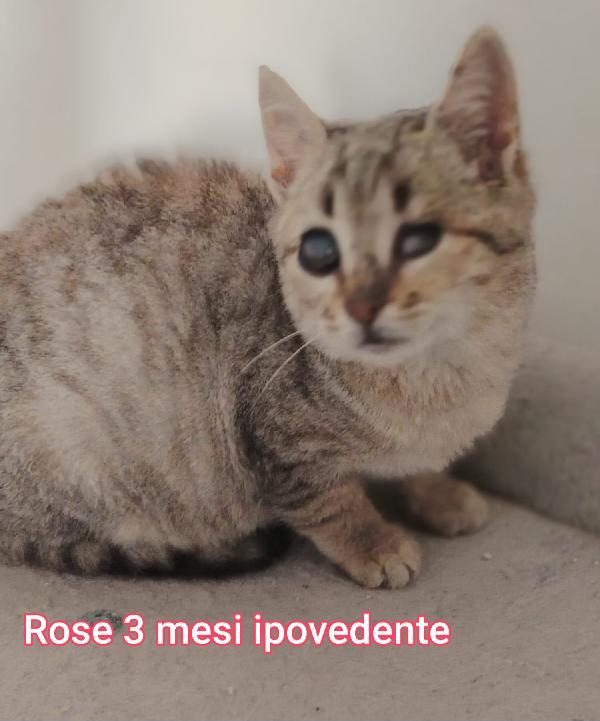 Micetti bisognosi! Adozioni Foto 4