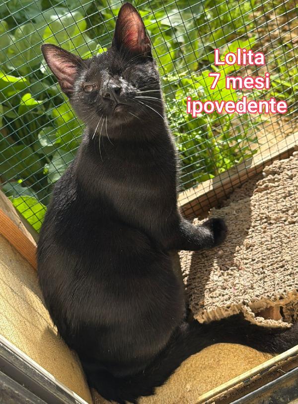 Micetti bisognosi! Adozioni Foto 5