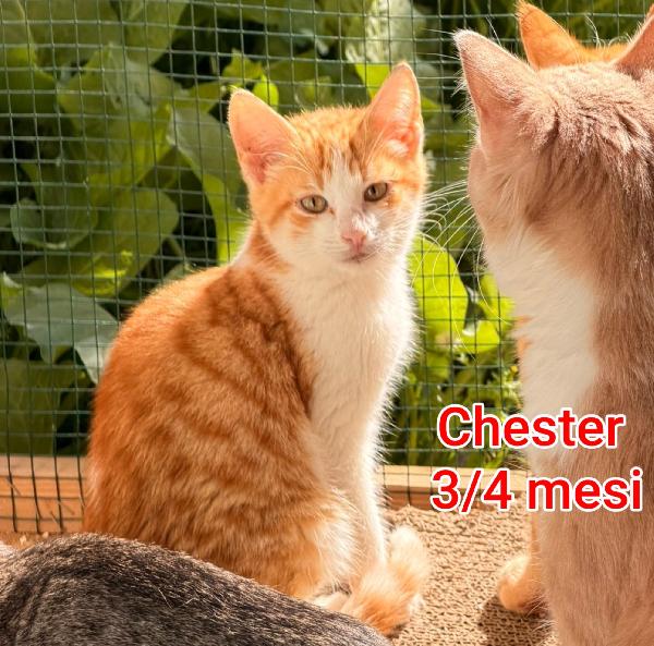 Micetti bisognosi! Adozioni Foto 6