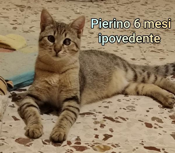 Micetti bisognosi! Adozioni Foto 8