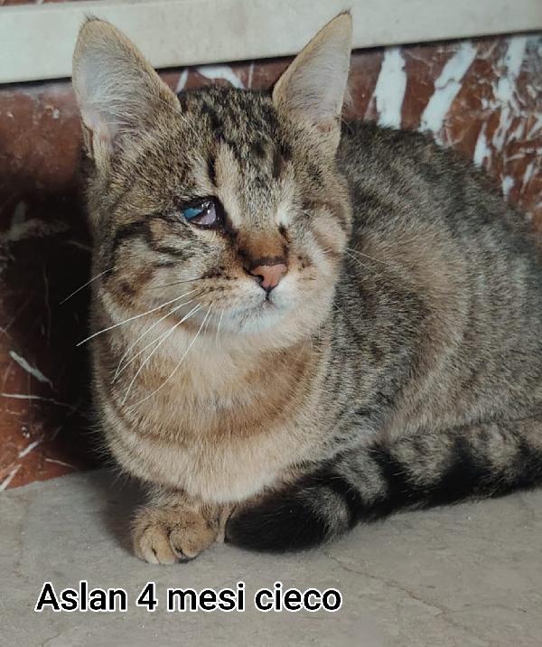 Micetti bisognosi! Adozioni Foto 9