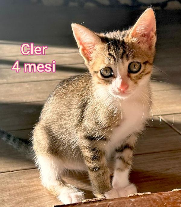 Micetti bisognosi! Adozioni Foto 10