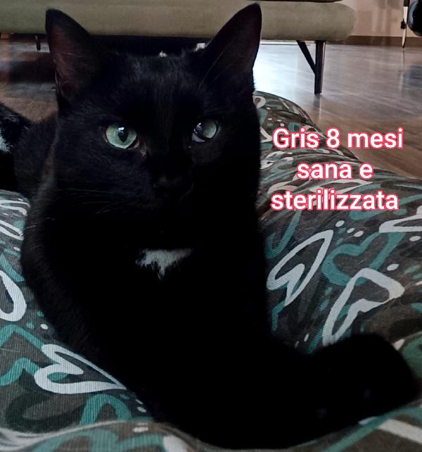 Micetti bisognosi! Adozioni Foto 12