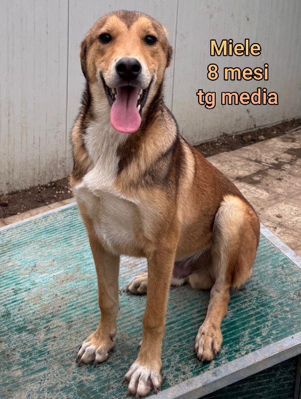 Adotta un cucciolo senza casa Foto 4