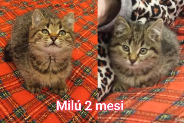 Telefona Per Adottarne Un Gattino