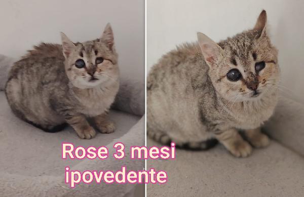 Telefona per adottarne un gattino Foto 3