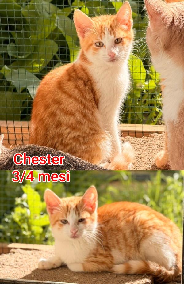 Telefona per adottarne un gattino Foto 4