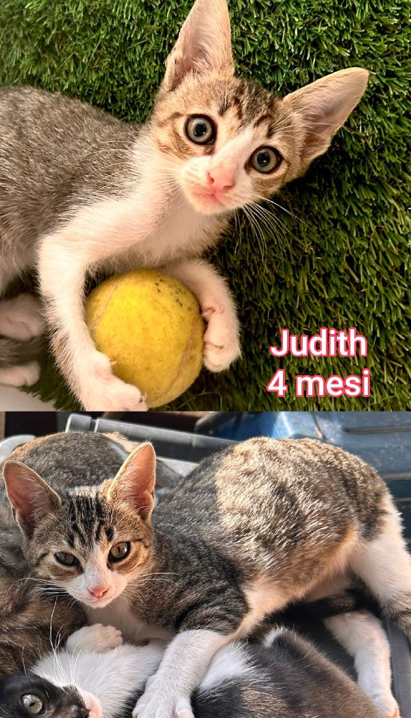 Telefona per adottarne un gattino Foto 6