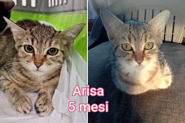 Telefona per adottarne un gattino Foto 11