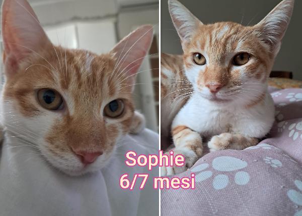 Telefona per adottarne un gattino Foto 12