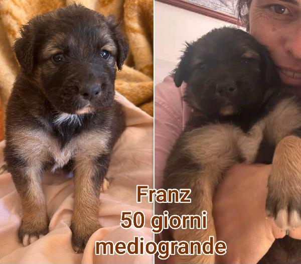 Siamo sommersi dai cuccioli  Foto 2