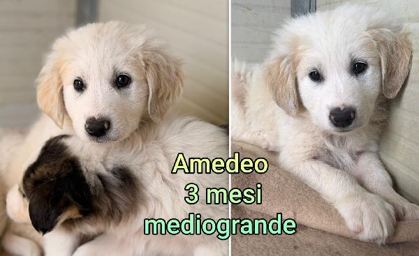 Siamo sommersi dai cuccioli  Foto 3