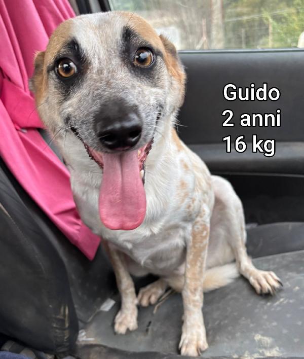 Cagnolini taglia contenuta  Foto 6