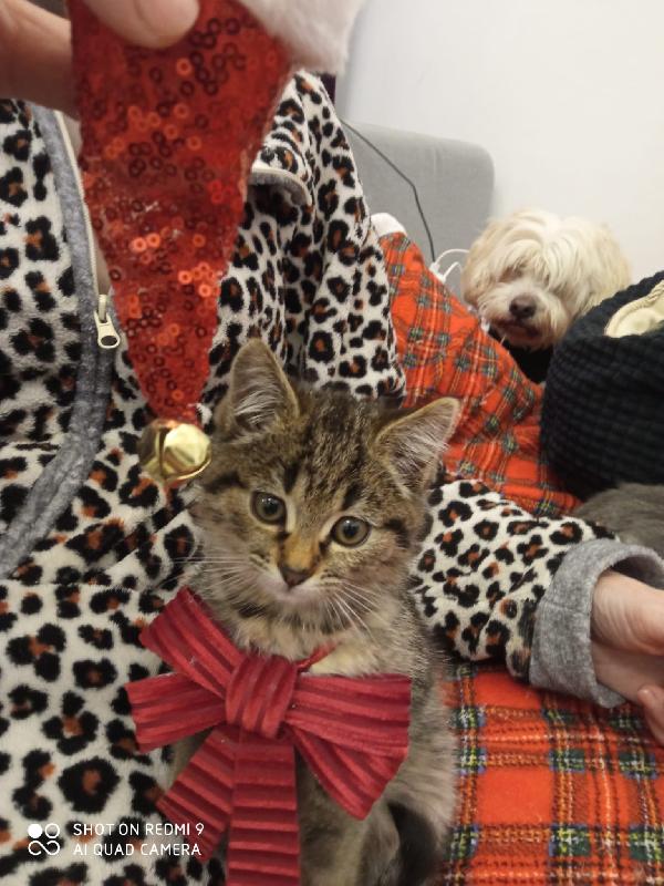 Micini Abbandonati: Urgente 