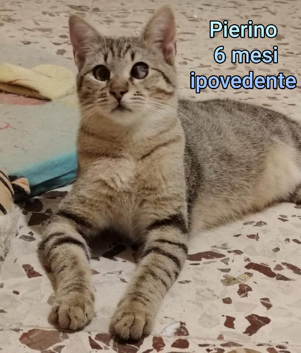 MICINI ABBANDONATI: URGENTE  Foto 5