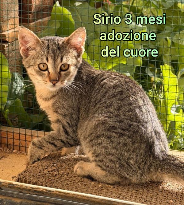 MICINI ABBANDONATI: URGENTE  Foto 8