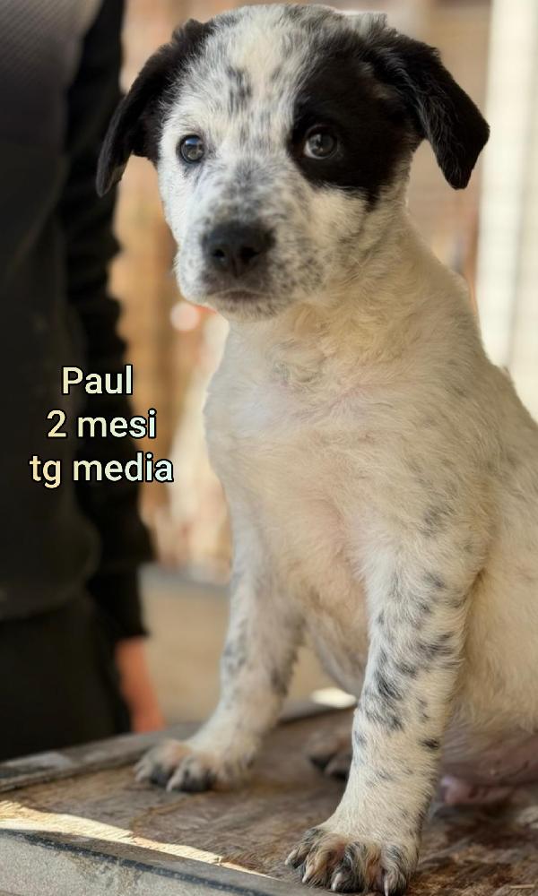 Tenerissimi cuccioli! Taglie medie  Foto 5