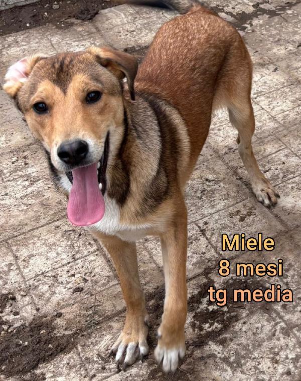 Tenerissimi cuccioli! Taglie medie  Foto 8