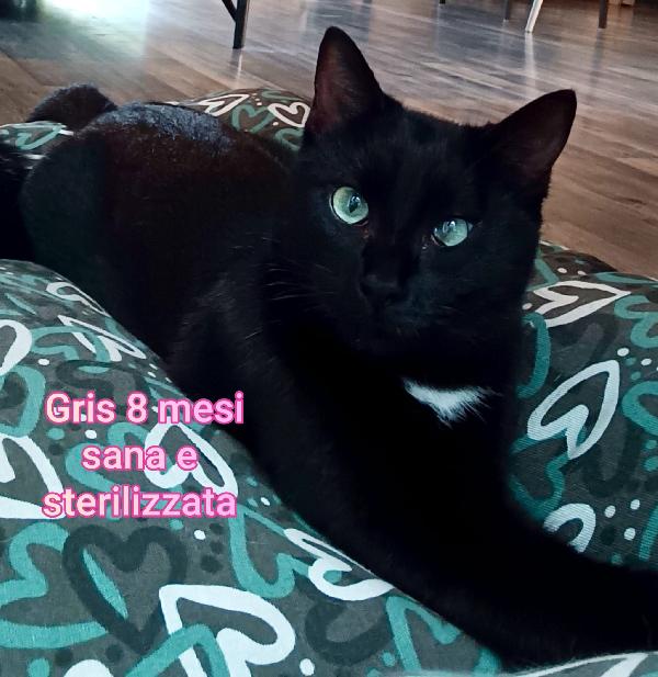 Adorabili gattini da salvare  Foto 6