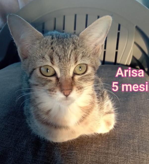 Adorabili gattini da salvare  Foto 7